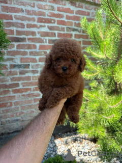 Photo №4. Je vais vendre caniche (nain) en ville de Werbass.  - prix - négocié