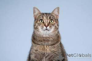 Photo №3. Un plaisir du chat attend de bons propriétaires et attentionnés.. Fédération de Russie