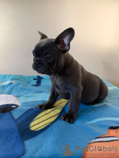 Photo №4. Je vais vendre bouledogue en ville de Munich. annonce privée, éleveur - prix - 400€