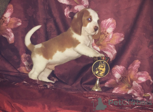 Photo №3. Chiot Beagle de couleur bicolore rare. Fédération de Russie