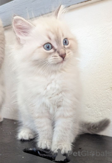 Photo №1. neva masquerade - à vendre en ville de Mülheim | 350€ | Annonce № 148550