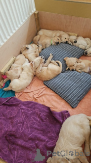 Photo №4. Je vais vendre golden retriever en ville de Манчестер. annonce privée - prix - 374€