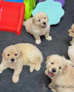Photo №4. Je vais vendre golden retriever en ville de Espoo. annonce privée - prix - 350€