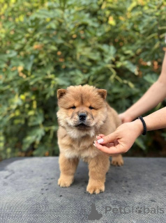 Photo №2 de l'annonce № 175478 de la vente chow-chow - acheter à Serbie 