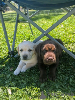 Photo №1. labrador retriever - à vendre en ville de Флорида Сити | 1063€ | Annonce №138968