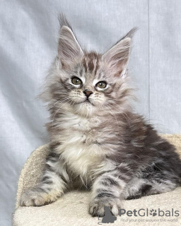 Photo №2 de l'annonce № 115136 de la vente maine coon - acheter à Allemagne 