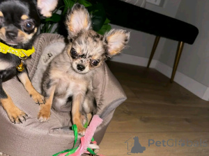 Photo №1. chihuahua - à vendre en ville de Berlin | 300€ | Annonce №137130