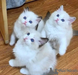 Photo №1. ragdoll - à vendre en ville de Copenvague | négocié | Annonce № 174665