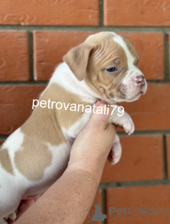 Photo №2 de l'annonce № 146110 de la vente american bully - acheter à Fédération de Russie éleveur