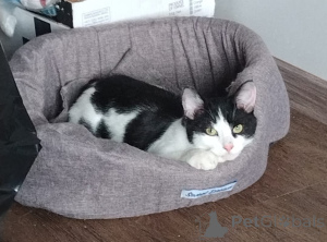 Photo №3. Kitten Mishenka cherche une maison. Fédération de Russie