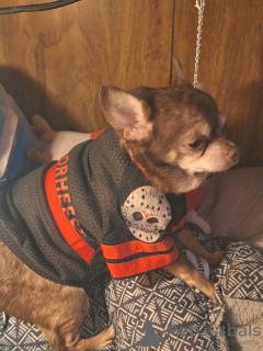 Photo №2 de l'annonce № 126841 de la vente chihuahua - acheter à France éleveur