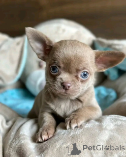 Photo №1. chihuahua - à vendre en ville de Berlin | 550€ | Annonce №165374