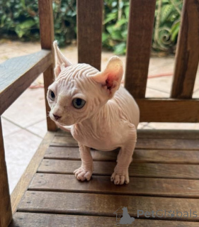 Photo №1. sphynx - à vendre en ville de Usage | 350€ | Annonce № 173650
