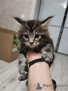 Photo №3. Chatons Maine Coon. Biélorussie