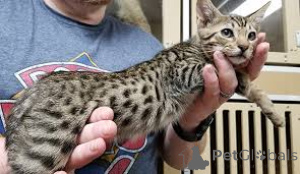 Photo №3. Ocicat-Kätzchen pour la vente. La finlande