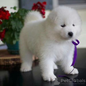 Photos supplémentaires: CHIOTS SAMOYED MIGNONS DISPONIBLES À LA VENTE