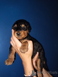 Photo №1. airedale terrier - à vendre en ville de Badenheim | négocié | Annonce №166352