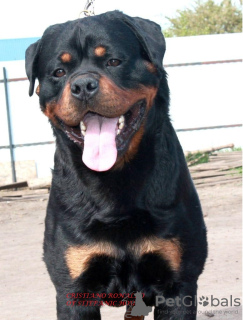 Photo №4. Je vais vendre rottweiler en ville de Voronezh. annonce privée - prix - 370€