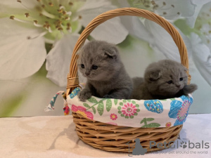 Photo №4. Je vais vendre scottish fold en ville de Freiburg im Breisgau. annonce privée, éleveur - prix - 380€