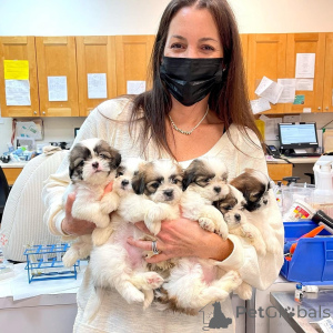 Photo №1.  - à vendre en ville de Amiante | négocié | Annonce №161565