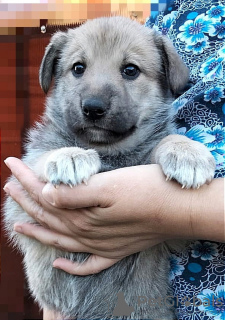 Photos supplémentaires: Laika mestizos - chiots en cadeau.