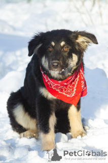 Photo №2 de l'annonce № 32251 de la vente chien bâtard - acheter à Fédération de Russie annonce privée