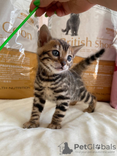 Photo №3. Bengal magnifique fille pour l'élevage. Italie