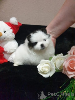 Photo №1. spitz nain - à vendre en ville de Augsbourg | négocié | Annonce №167388