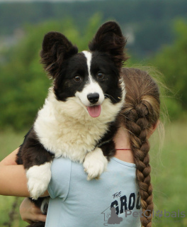 Photo №3. Cardigan gallois Corgi. Duveteux.. Allemagne