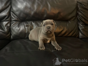 Photo №1. staffordshire bull terrier - à vendre en ville de Белтинци | 360€ | Annonce №8046