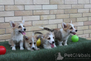 Photos supplémentaires: Chiots Welsh Corgi Pembroke