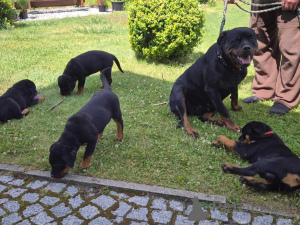 Photo №1. rottweiler - à vendre en ville de Fracasse | 1000€ | Annonce №161544
