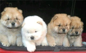 Photo №1. chow-chow - à vendre en ville de Dramscell | 450€ | Annonce №169425