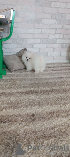 Photo №4. Je vais vendre spitz nain en ville de Штутгарт. annonce privée - prix - 360€