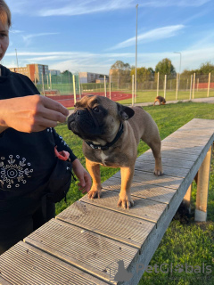 Photo №2 de l'annonce № 71607 de la vente bouledogue - acheter à La finlande annonce privée