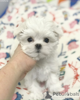 Photo №1. bichon maltais - à vendre en ville de Kiev | 1938€ | Annonce №167462