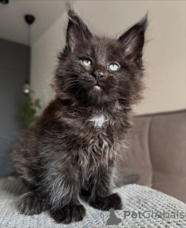 Photo №2 de l'annonce № 161298 de la vente maine coon - acheter à Suisse éleveur