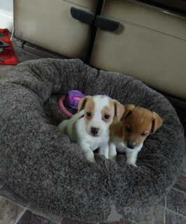 Photo №3. Chiots Jack Russell mâles et femelles prêts à partir maintenant. Chypre