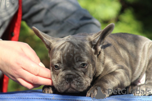 Photos supplémentaires: Chiots bouledogues français exotiques