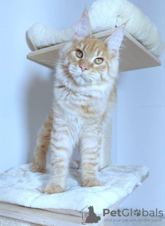 Photo №1. maine coon - à vendre en ville de Hartford | 757€ | Annonce № 109880