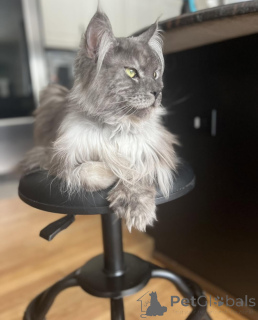 Photo №2 de l'annonce № 155178 de la vente maine coon - acheter à Italie éleveur