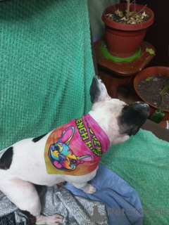 Photo №3. Exquis Puppy Bulldog de 10 semaines de 10 semaines AKC enregistré (Glasgow,. La Grande-Bretagne