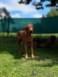 Photo №3. Annonce de portée chiot Rhodesian Ridgeback - portée 2024/25. Pologne