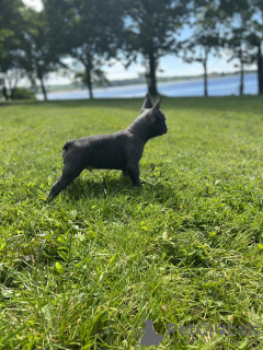 Photo №1. bouledogue - à vendre en ville de Каван | négocié | Annonce №20564