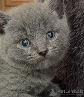 Photo №3. chaton british shorthair. Allemagne