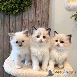 Photo №1. ragdoll - à vendre en ville de Berlin | négocié | Annonce № 83028