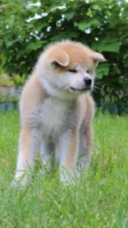 Photo №4. Je vais vendre akita (chien) en ville de Kiev. éleveur - prix - 451&euro;