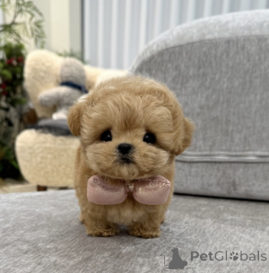 Photo №1. maltipu - à vendre en ville de Москва | négocié | Annonce №134786