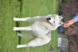Photo №4. Je vais vendre husky de sibérie en ville de Ниш. éleveur - prix - négocié