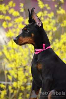 Photos supplémentaires: chiots dobermann